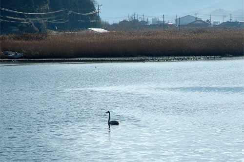 三隅川に白鳥飛来