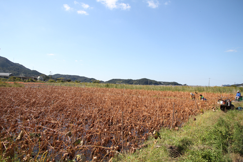三隅下地区の蓮田は約２丁５反