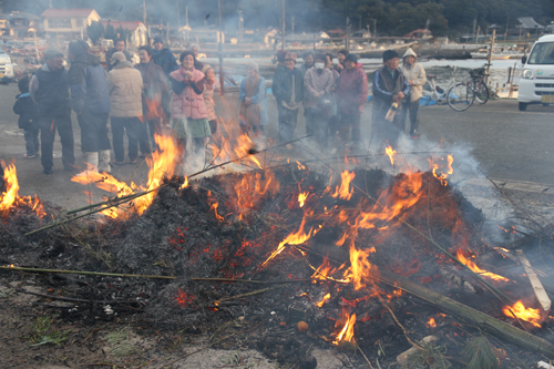 今年は山側に倒れたので豊作になる