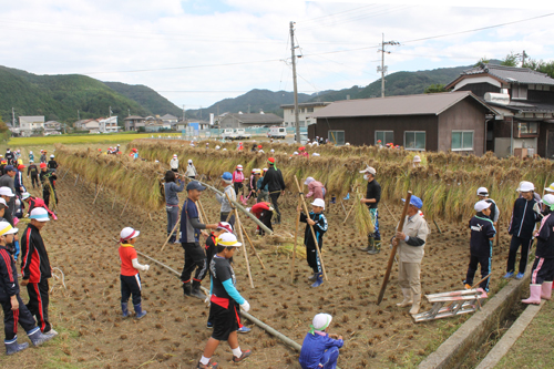 稲が刈り取られたほ場