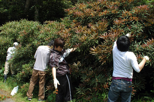 花がらを摘む参加者