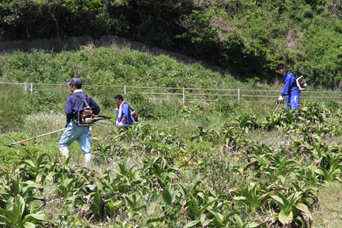 はまゆうの群生地を草刈り