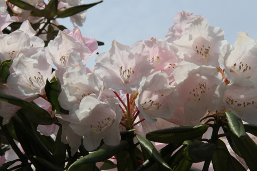 きれいな花をつけたしゃくなげ