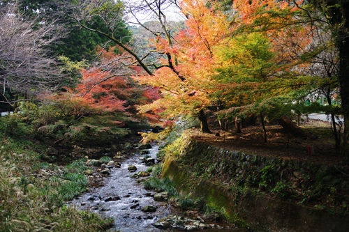 大寧寺川とのコントラストがきれいです