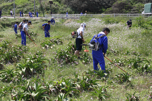 ハマユウの群生地を草刈りで清掃