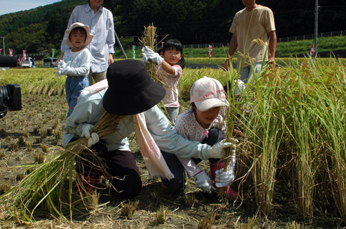 稲刈りのようす