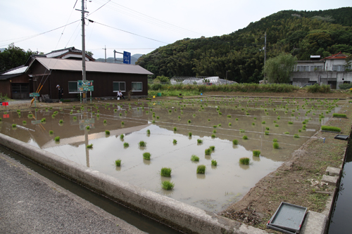 田植え前のようす