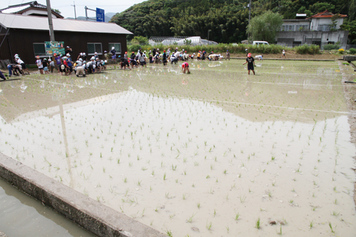 １時間後にはすべて植え終わる