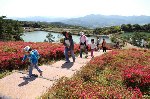 菅無田公園のつつじは５分咲きでした