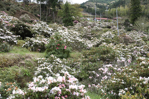 ３万本以上のシャクナゲは絶景