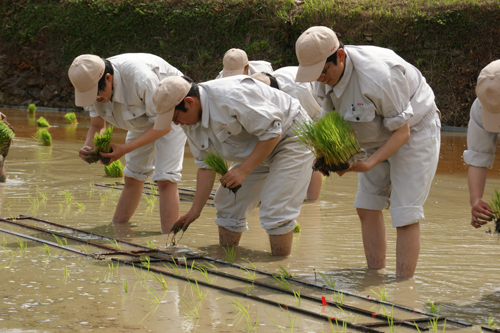 大津緑洋高校日置校舎の生徒も慣れない手つきで植える