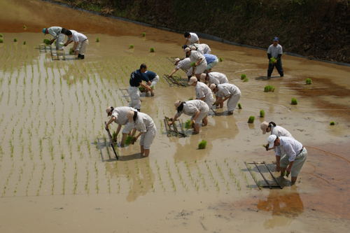 田植えのようす