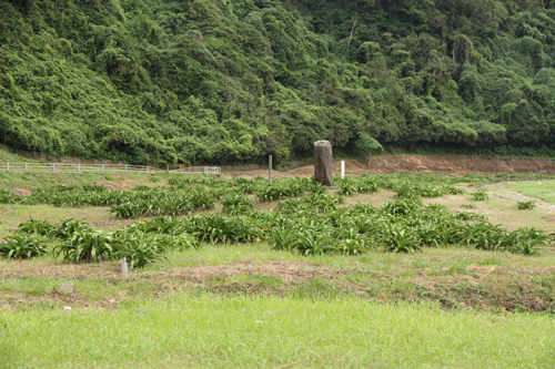 ハマユウの群生地
