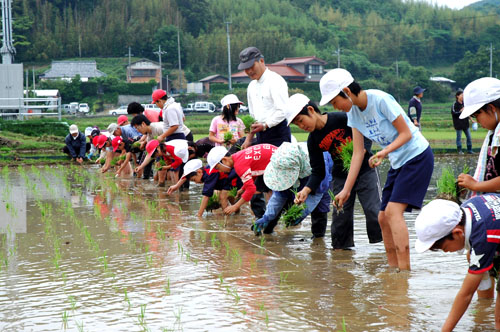 田植えをする児童