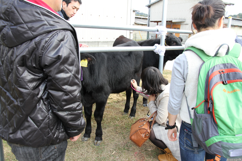 大津緑洋高校日置校舎で牛とふれあう