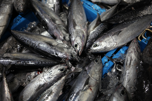 新鮮な魚だけをここから送り出す