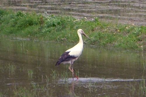 コウノトリ