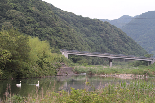 上流に向って泳ぐ