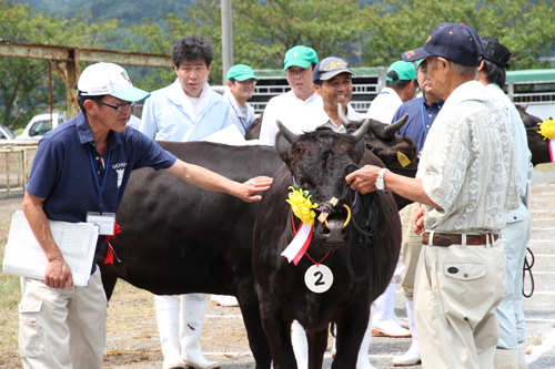 若牛一区・二区・三区の「優等」が並び「グランドチャンピオン賞」の審査を受ける