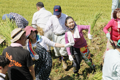 刈り取りは足元が悪く悪戦苦闘