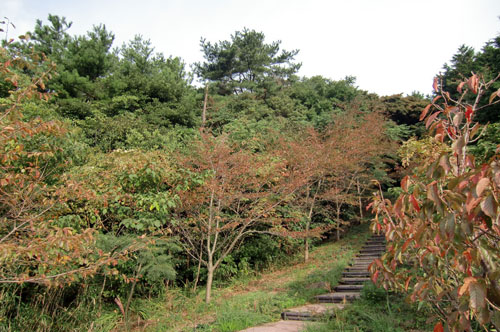 日置地区千年の森・千畳敷