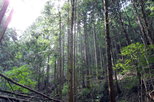 油谷地区千年の森・坂根岩ヶ迫