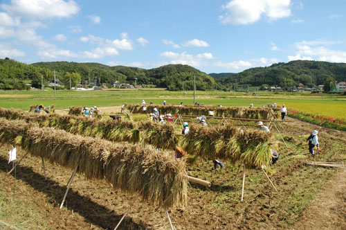 稲刈りのようす