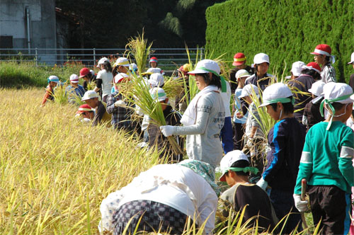 いっせいに田んぼに入る児童ら