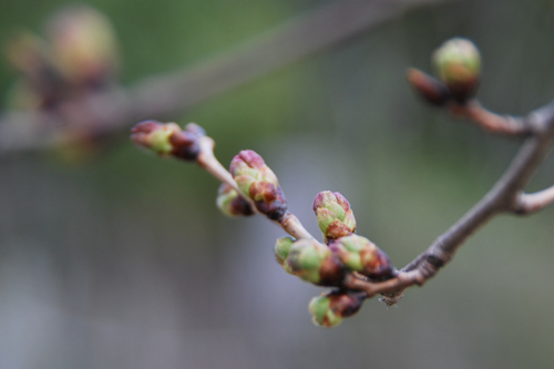 王子山の桜はもうすぐ