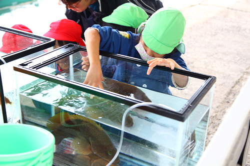 キジハタの成魚に触ってみる