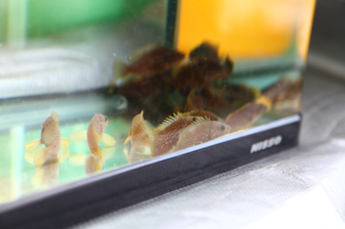 放流されたキジハタの稚魚