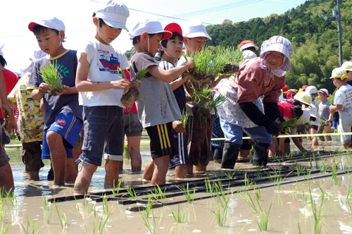 田植えをする児童ら