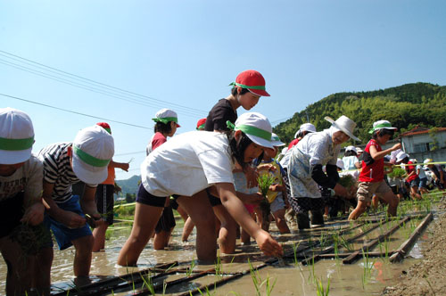 田植えをする児童ら