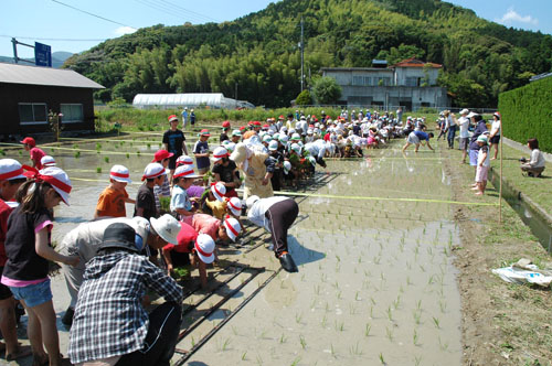 田植えのようす