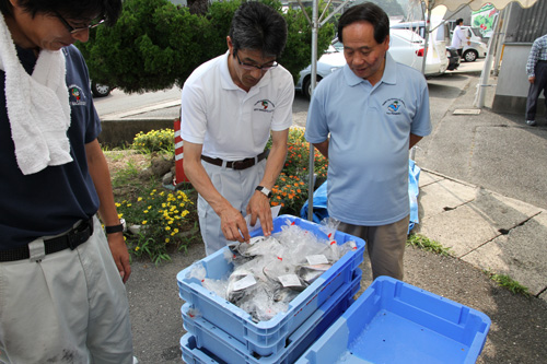 大西市長も仙崎トロあじの鮮度を確認
