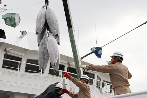 １５匹３００キロのビンナガマグロが水揚げ。海洋科学科の実習で「マグロの油付け缶詰」に加工される