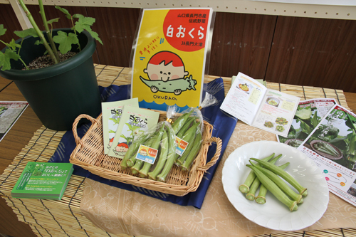 これが白オクラ