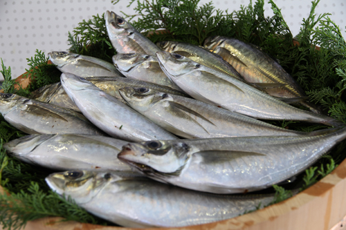 脂ののった「仙崎トロあじ」