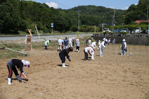 ロープにそって通路を確保しながら種をまく