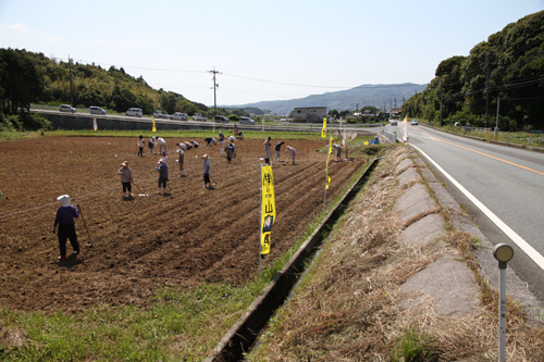 ほ場は国道のすぐ横