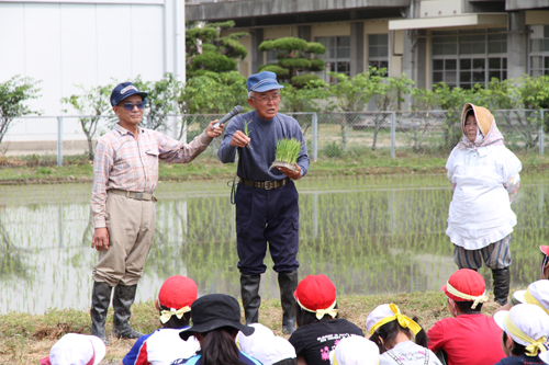 植えかたを指導する木原さん