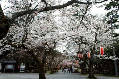 大寧寺の桜が見頃に