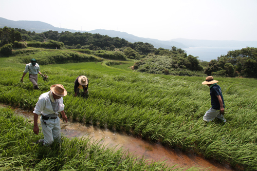 除草作業のようす