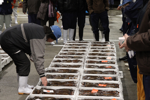 競り落とされた魚介類