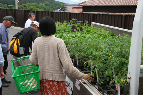 野菜の苗も販売