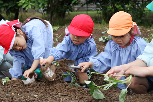 苗植えに挑戦