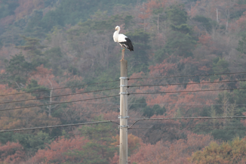 電柱の上で羽休め
