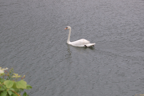 水面に浮かぶ白鳥