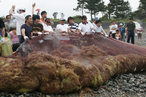 海草も入り、重たくなった網
