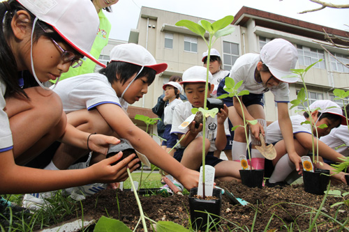 全部で100本の苗が植えられた